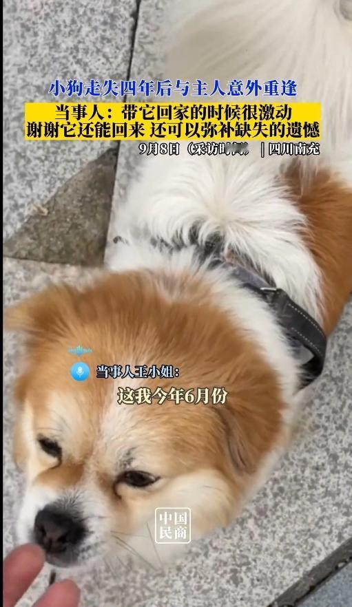 谁看了不落泪！分别4年的狗狗，竟在药店跟主人撞了个满怀。
 
2023年9月的一