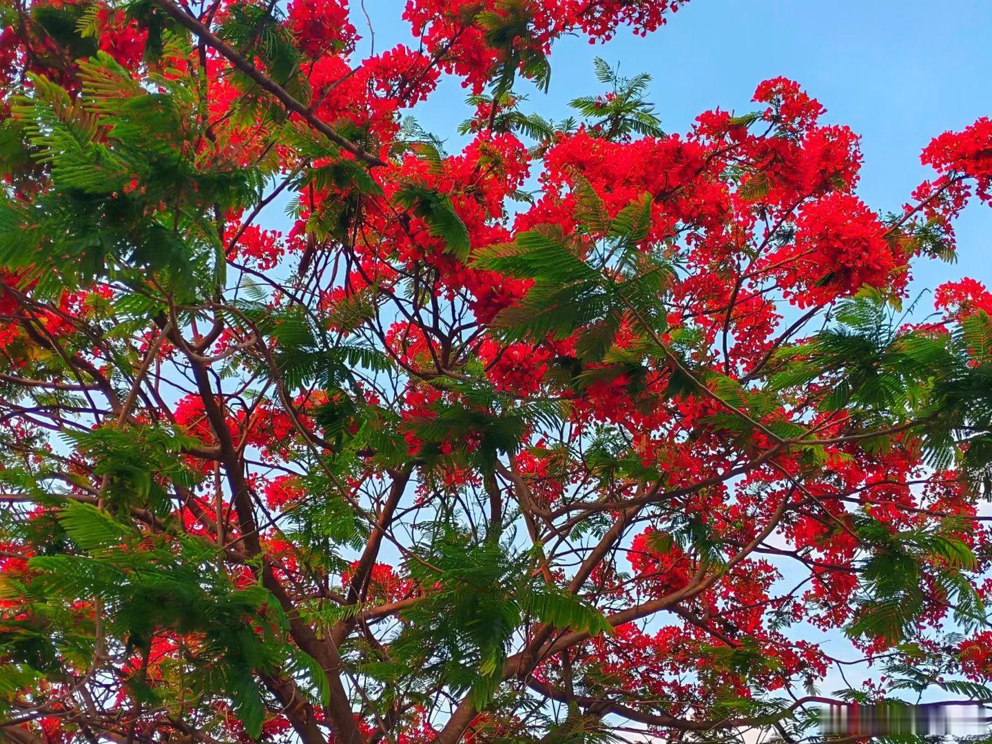 云南凤凰花开灿若云霞交换城市春光 云南的五月，是凤凰木私藏的一场盛大浪漫。火红的