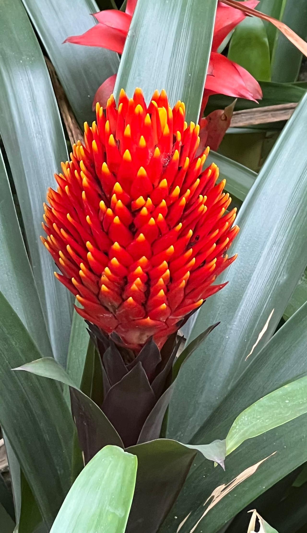 【原创】惊艳的红色花苞，绽放出生命的活力！㊗️你新春快乐，鸿运当头！🌺🌺🌺