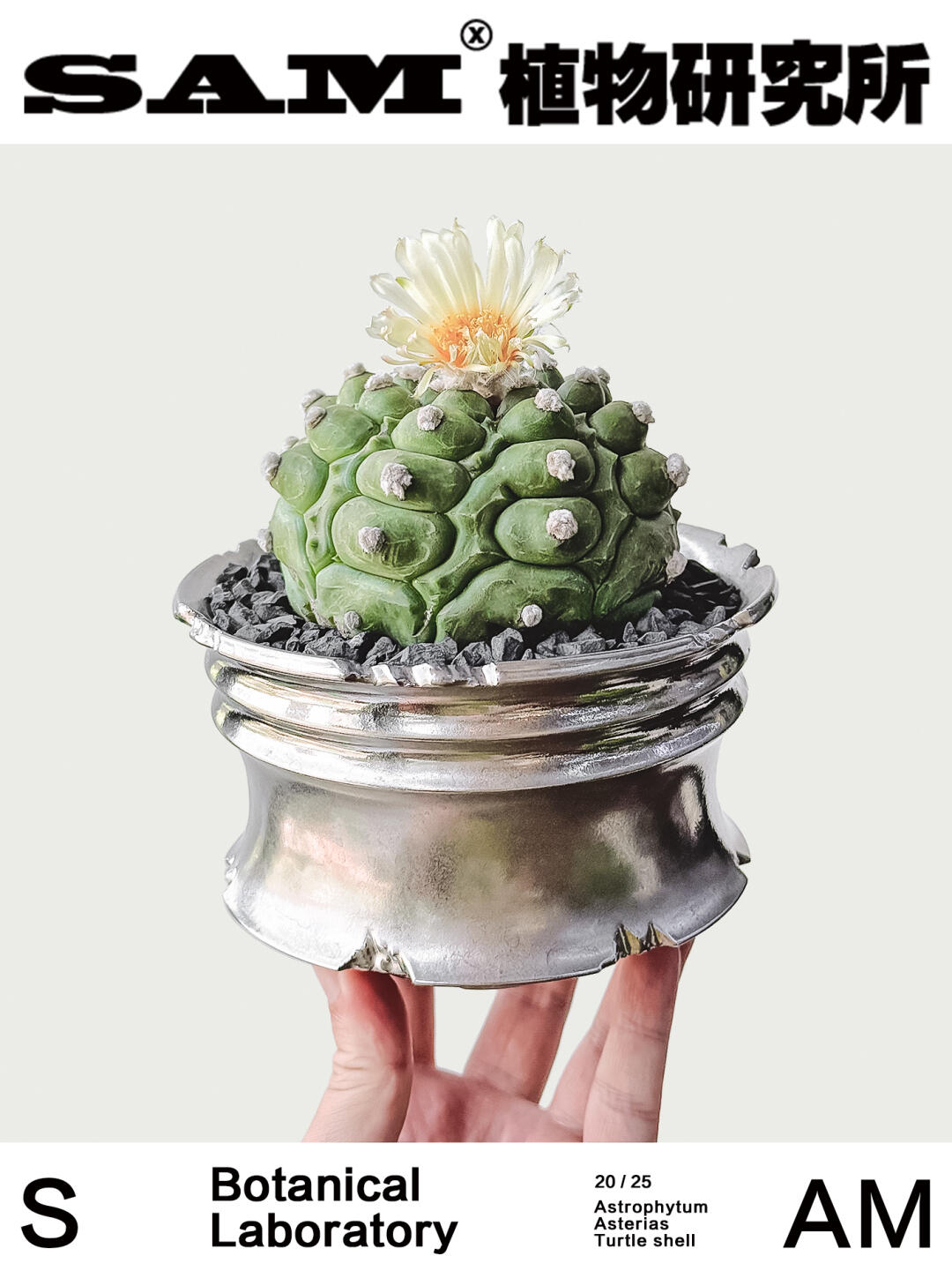 龟甲兜｜Astrophytum Asterias