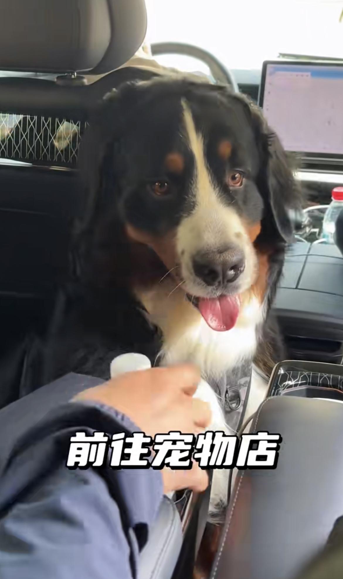 山东烟台，身家5万的伯恩山犬啾啾少爷可太讲究了，上班仪式感十足，这套流程羡煞一众