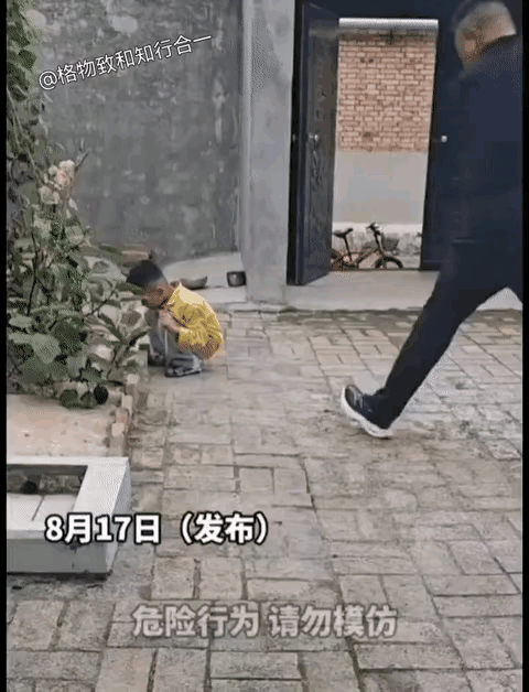 马犬护主表现很出色😉