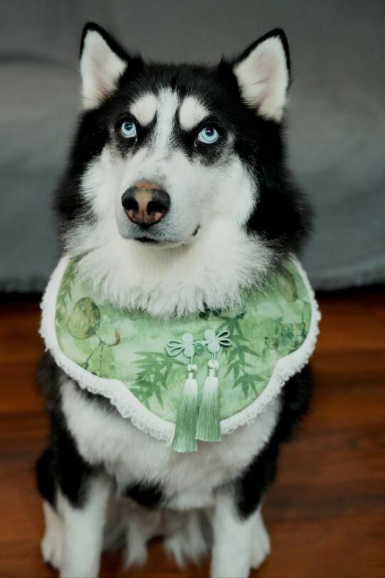 哈士奇好像不是很适合中国风穿搭?