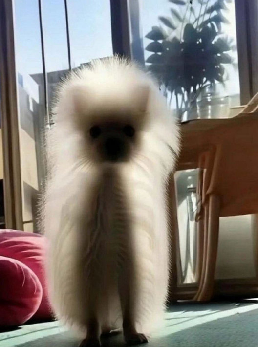 小狗毛绒绒的外表之下居然是只小猫的影子 ​​​
