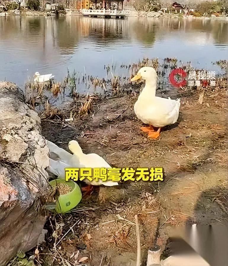 上海女子心太大！

宠物鹅放养公园10天

回来后场景看呆众人！上海的刘女士春节