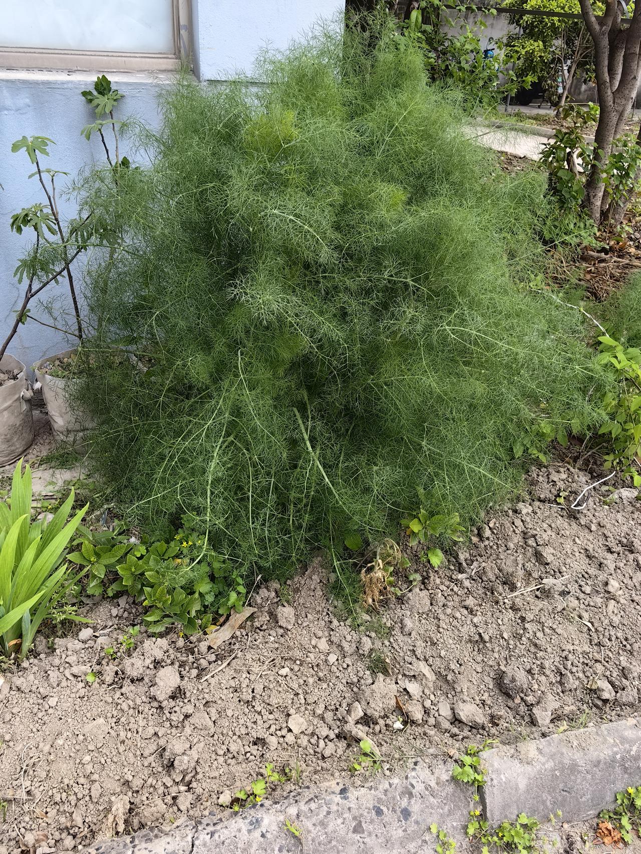 像这种茴香，他们有人说采了以后炒鸡蛋。但是门卫说这个茴香我闻着香，但是真的做起来