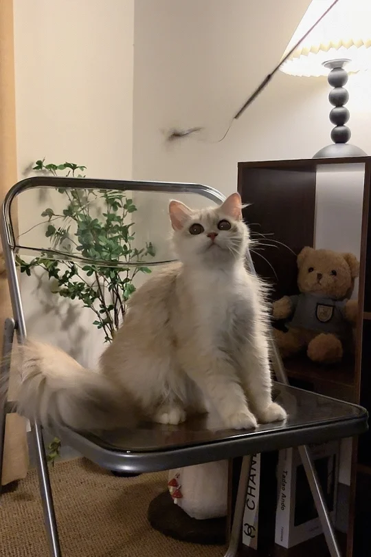 无情的夏天还我猫猫围脖来🫠