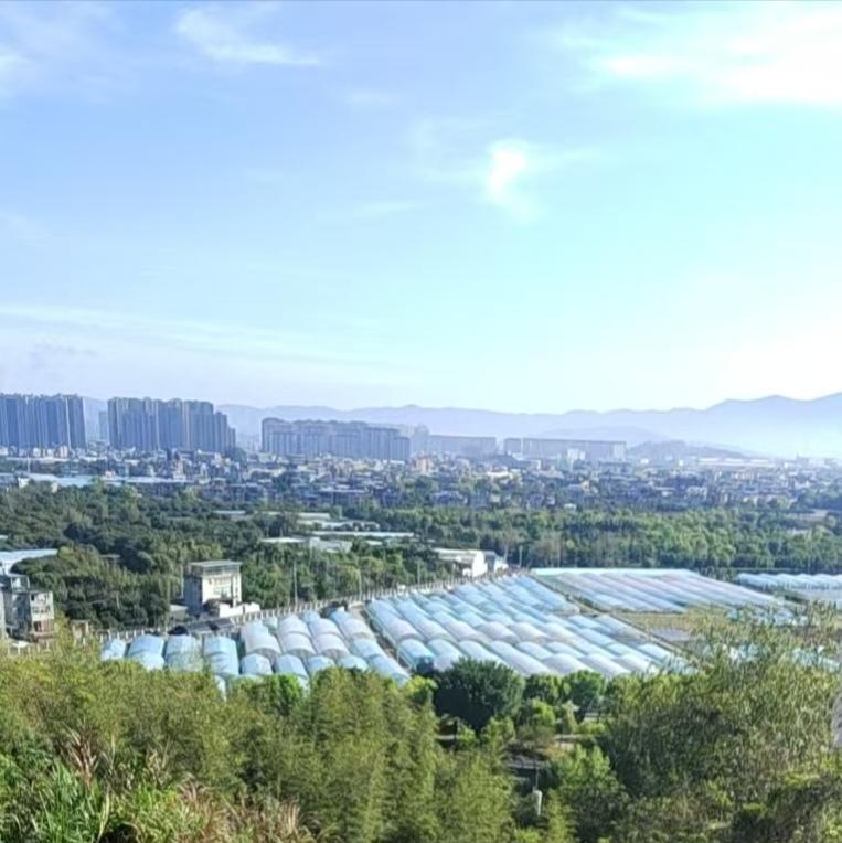 龙眼收成季，我又想起母亲。

她离开我们已经八百八十三天了。我数着日子，不是执念