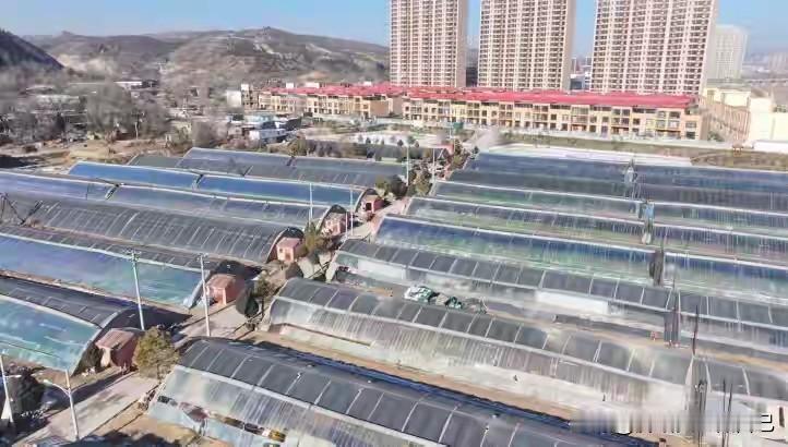 谁懂啊！陕西神木的冬天也太会整活了吧！室外冻得瑟瑟发抖，大棚里居然绿意盎然、果香