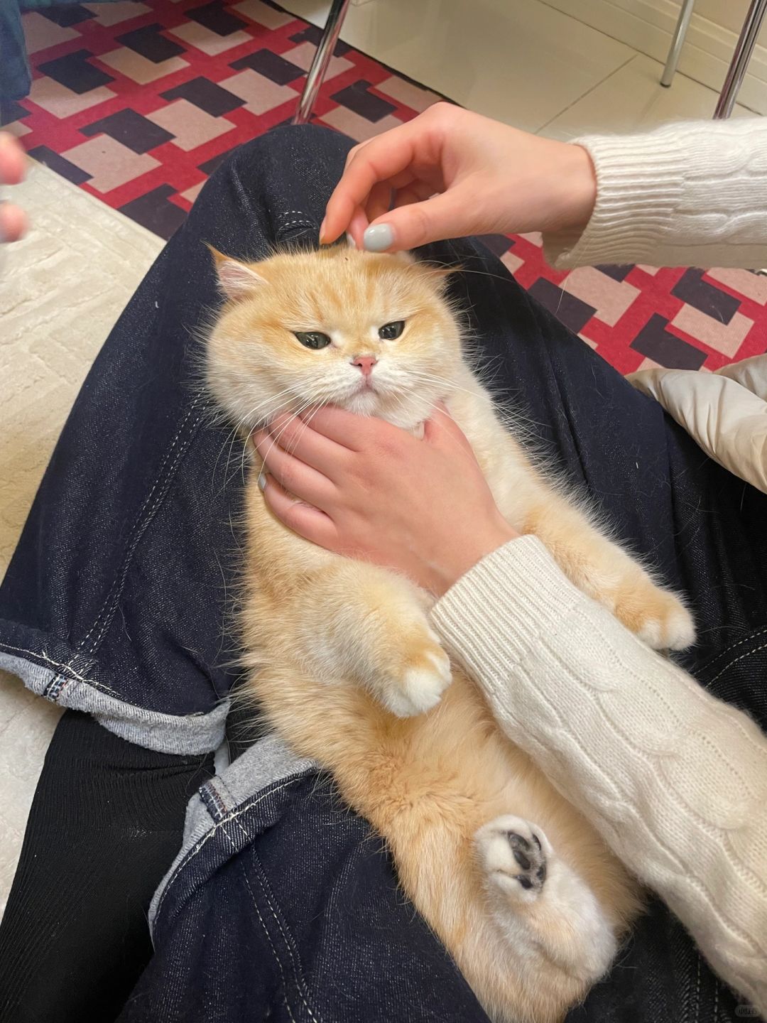 倦了，不过是一只工具小猪罢了