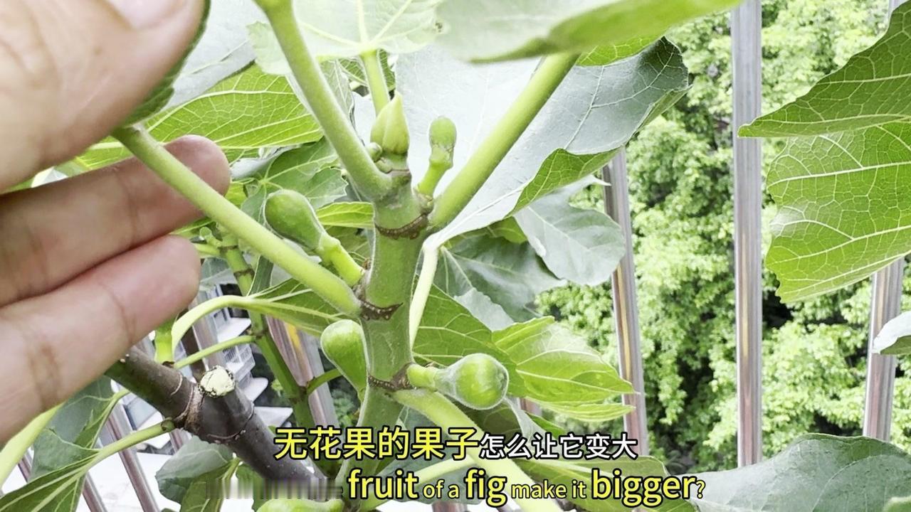 无花果想在小花盆里结又大又甜的果子，关键在这3步！
1️⃣病害防治：先拉开盆栽间
