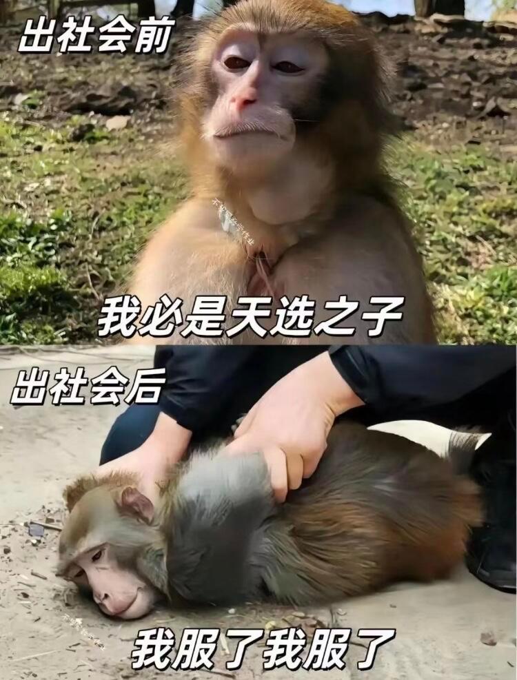 上班前后的心态转换你猜我为什么笑不出来👀 