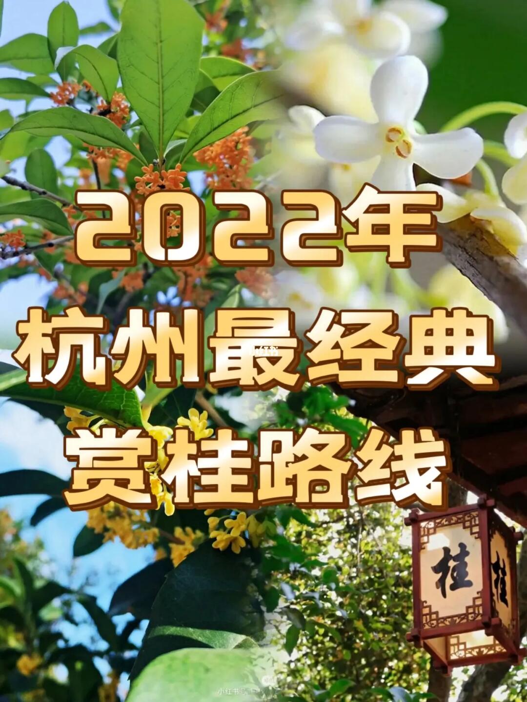 杭州最经典赏桂路线（快带娃来赏桂闻花香）