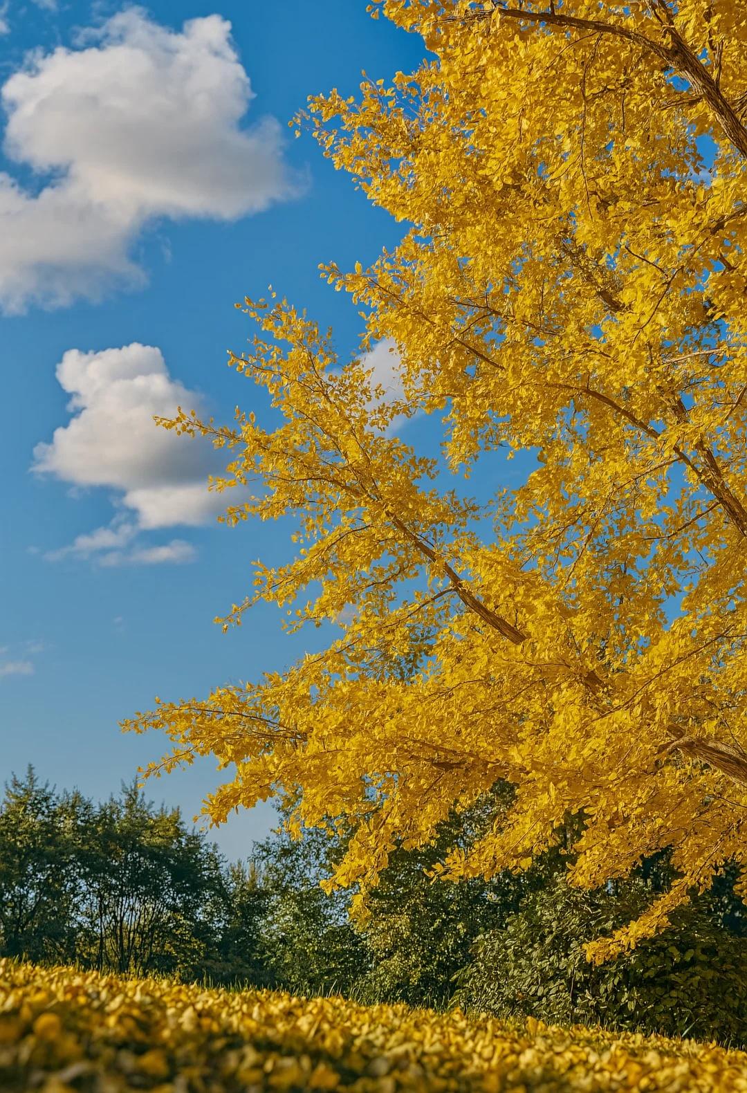 广东最像秋天地方｜去南雄追一场金黄银杏雨
今年秋天真的被南雄惊艳到了！
在广东看