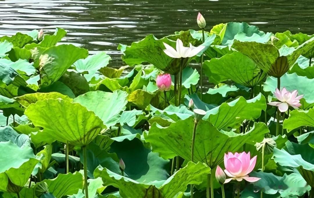 ❤️路过你的全世界，温暖而美好。大部分的人是真的普通人，普通人的意思是他们认为他