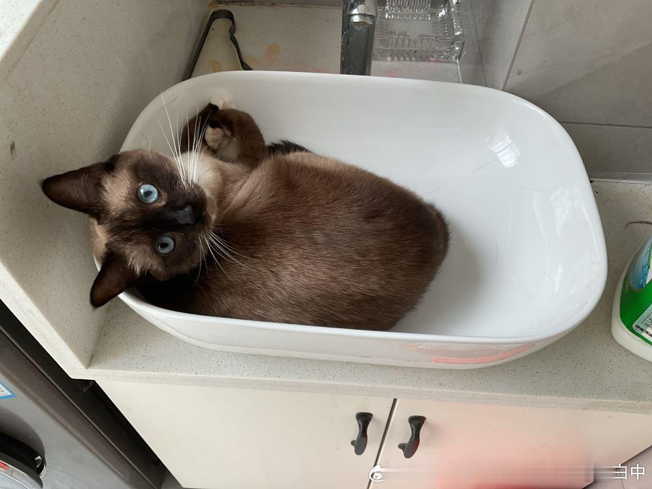 4112只黑脸菠萝猫自愿洗澡 