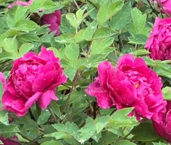 有没有漂亮的花朵图片吗牡丹，百花丛中最鲜艳～