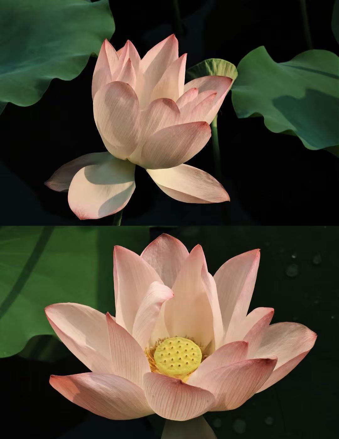 正是荷花开满池便是人间好时节。荔湾湖公园 荷花 夏天 广州好玩的地方