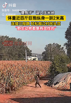 万万没想到！辽宁朝阳，一村民路过玉米地时，突然听到一阵窸窸窣窣的声音，本以为是小