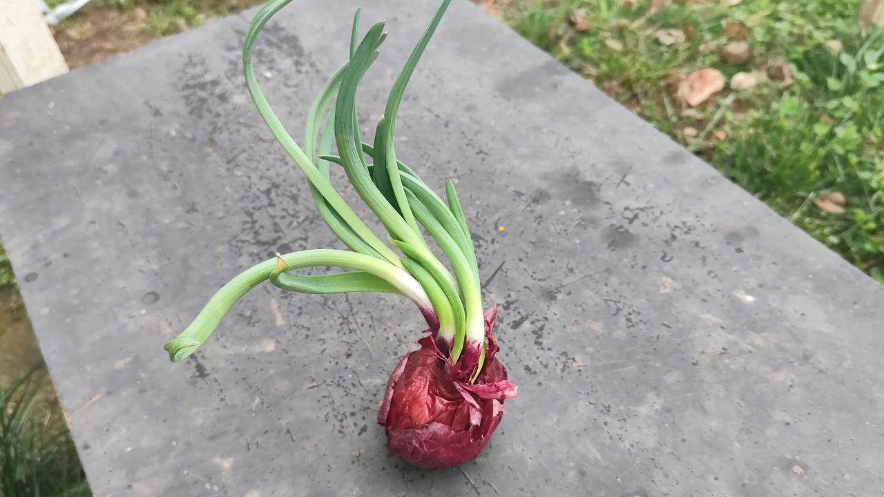 晒图笔记大赛今天才发现，没有来得及吃的洋葱发芽了，觉得她长得还挺妖娆多姿的！原来