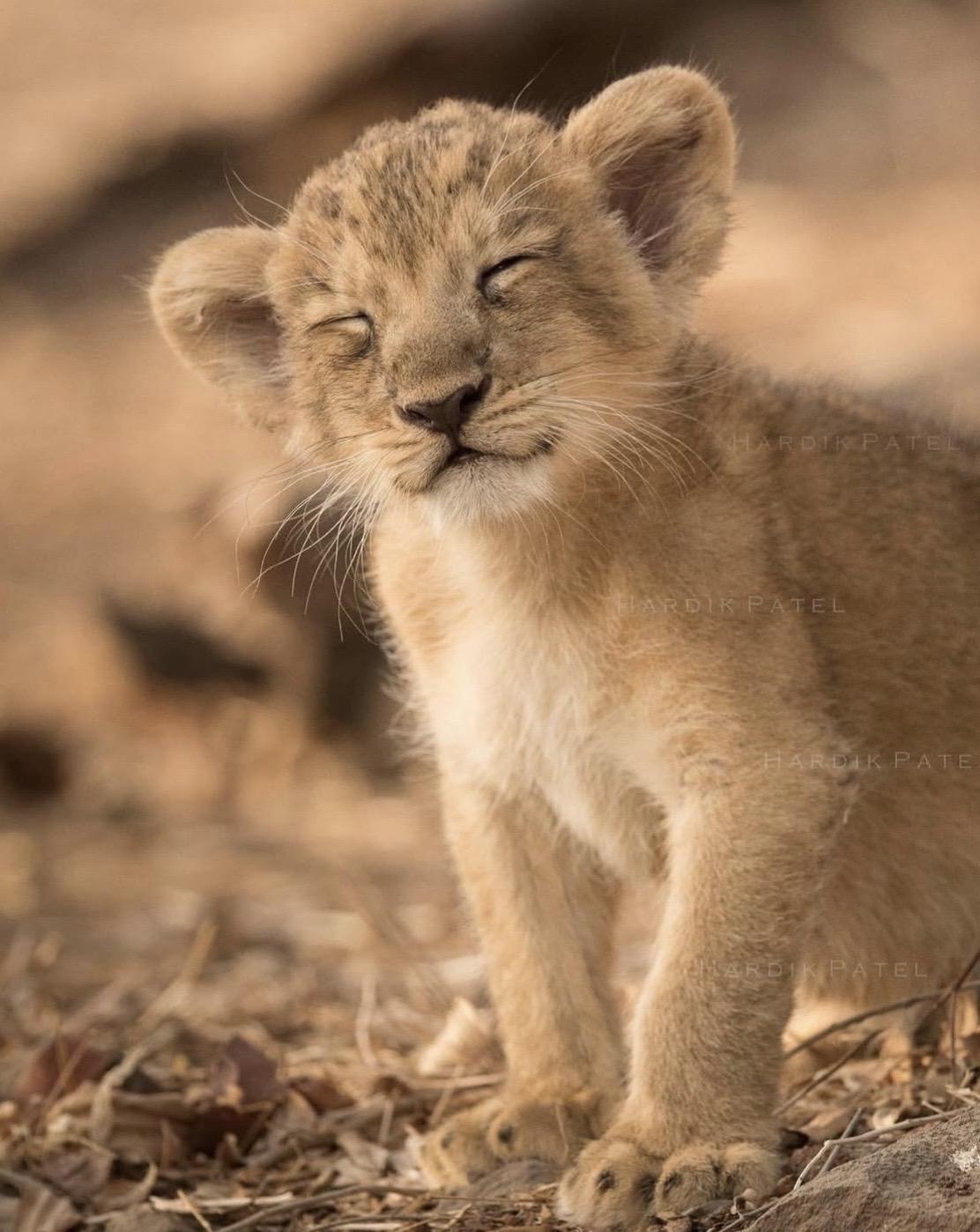 印度摄影师捕捉到的一些关于亚洲狮的精彩。镜头 太可爱了😻