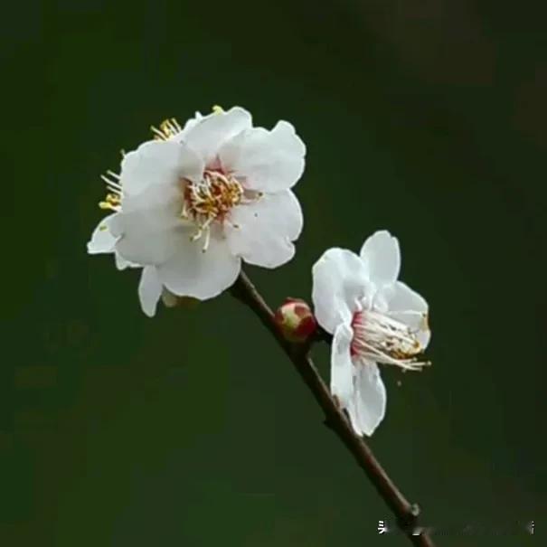 春日小清新，粉嫩的梅花绽放着，美丽动人。🌸🌸随拍春日花朵 春日花美景分享