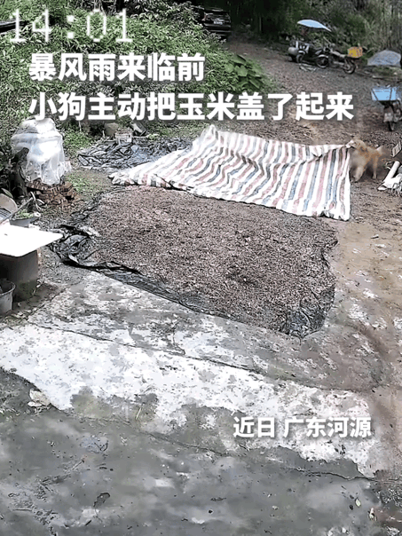 真可谓万物皆有灵！这只小狗通人性的程度简直令人惊叹，一段视频就让它的事迹火到了新