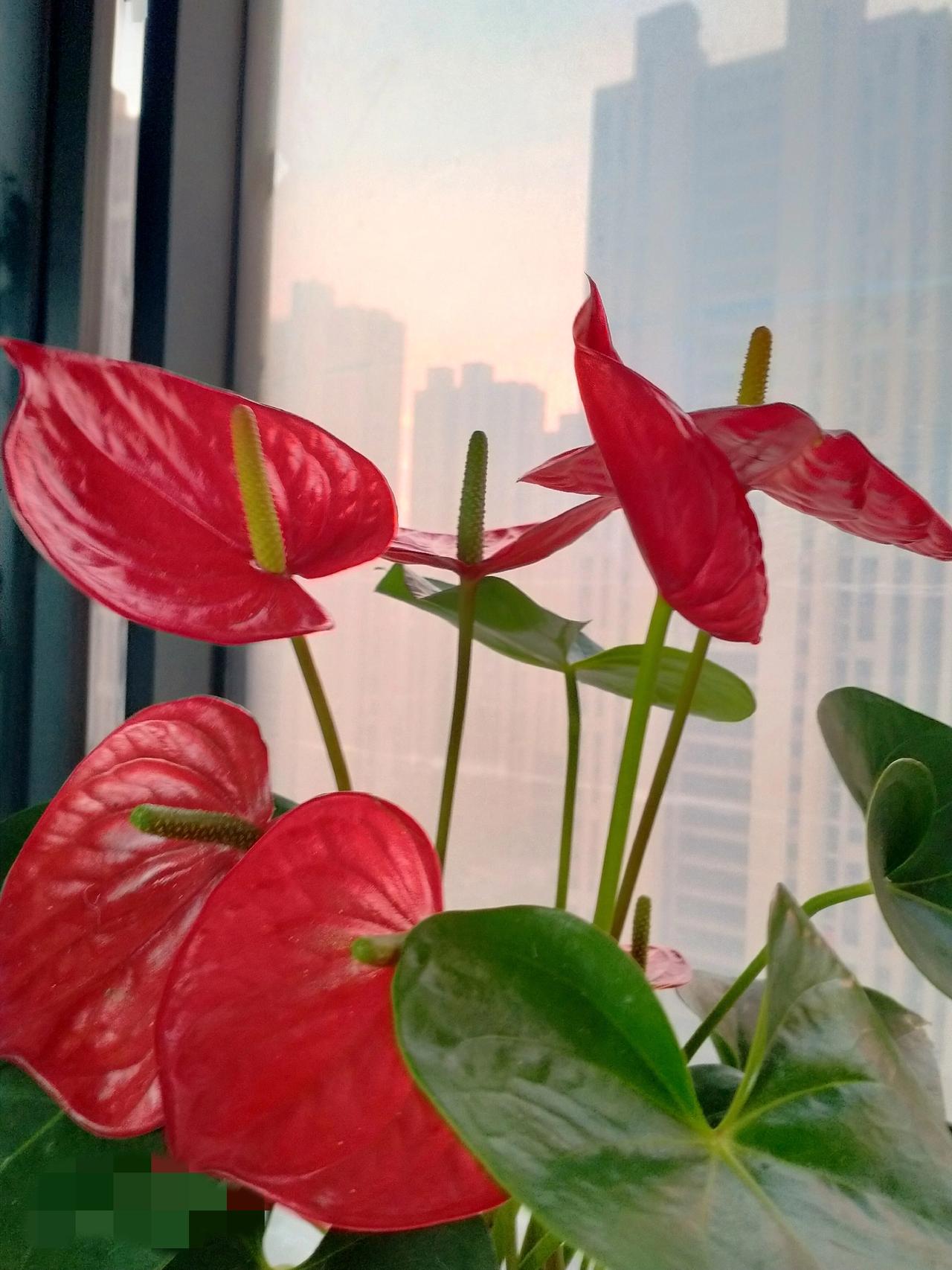 今年春天最想实现的心愿愿我的儿子心想事成赚钱多多，快乐多多，幸福多多