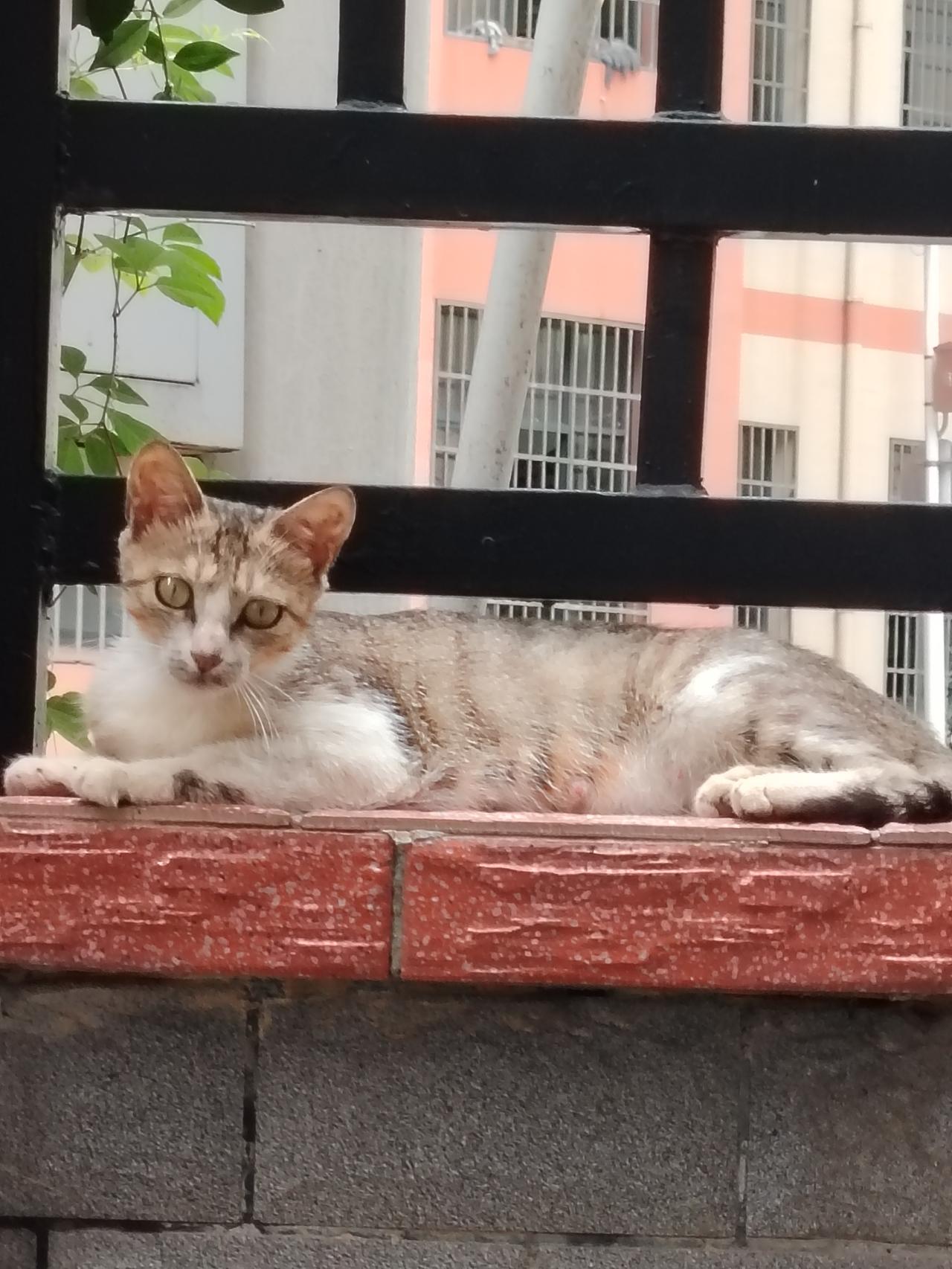 乘凉的猫咪