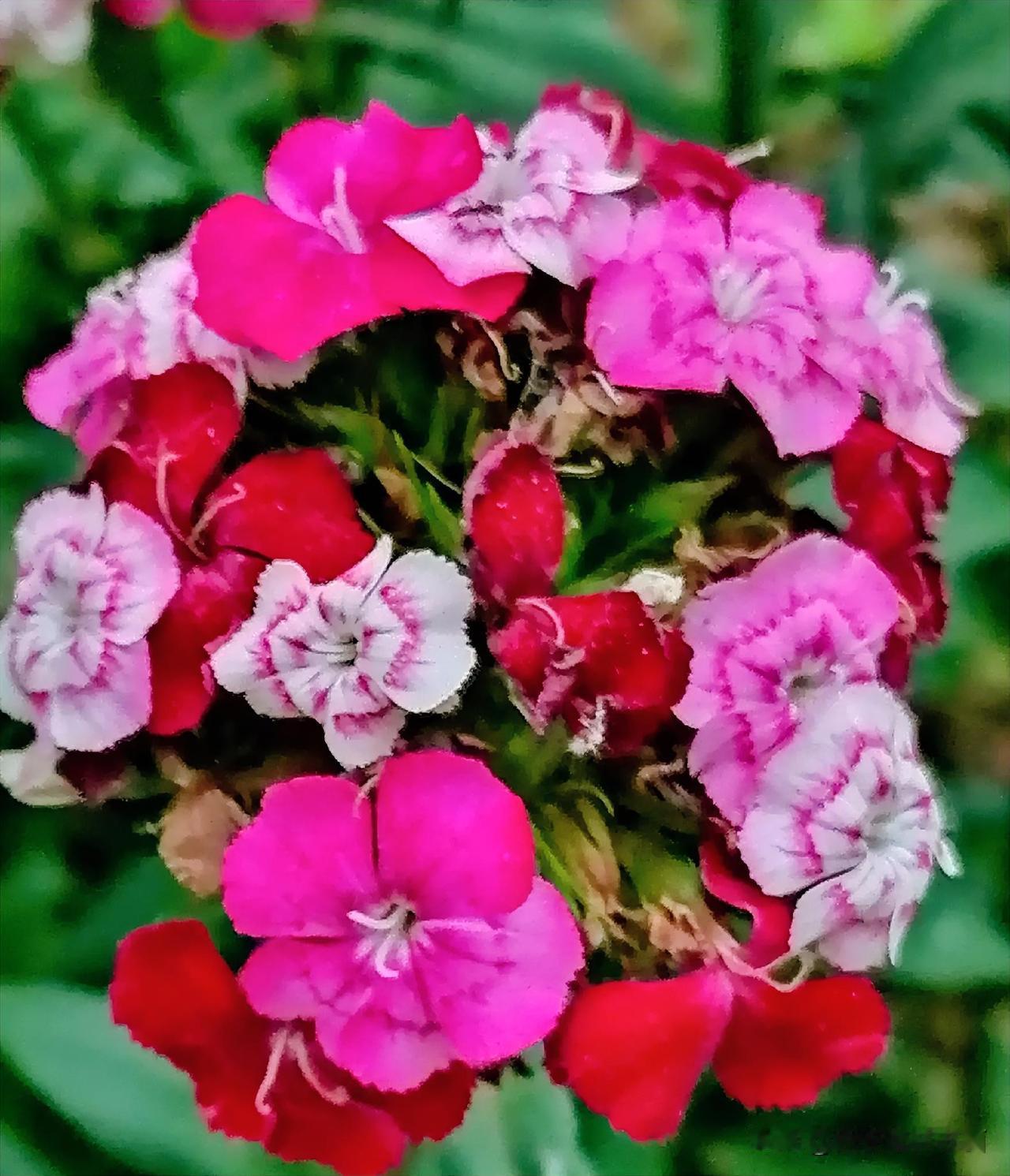 《多彩花（李林摄于汉中城固）》
