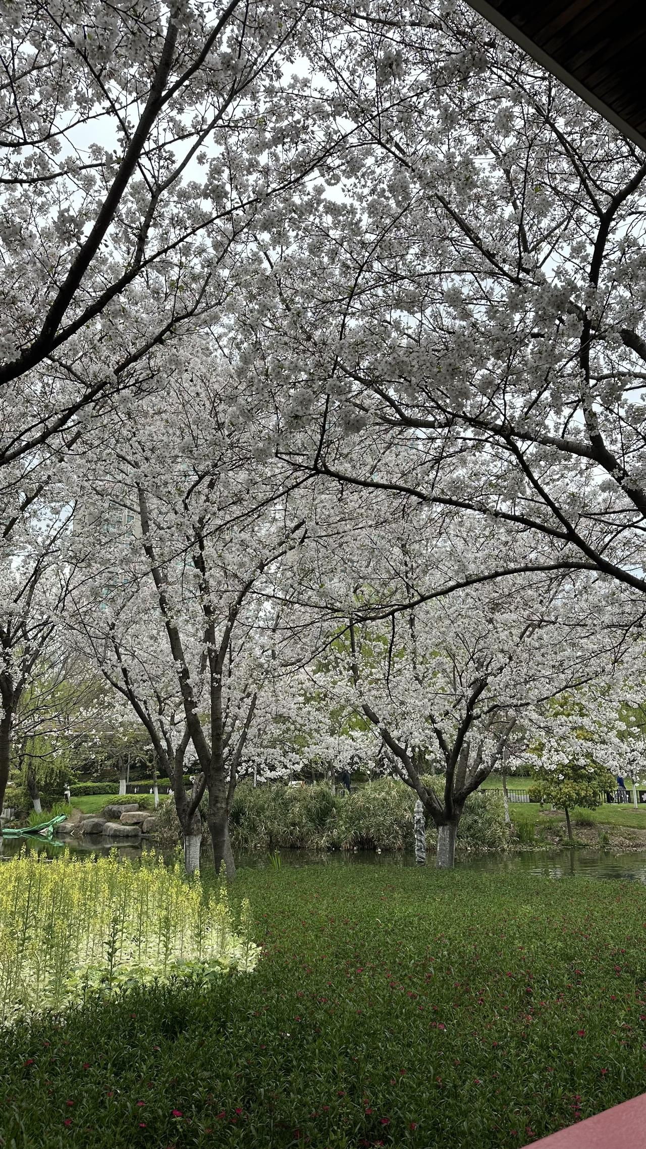 一句话记录春日心情宁波樱花公园樱花全部盛开了，住这附近的我们真的有福了，每天早晚
