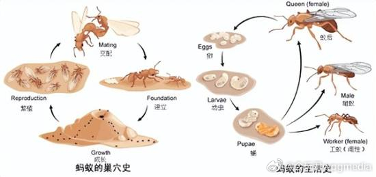 日本蚂蚁刷新科学家的认知:全员蚁后 没有工蚁雄蚁蚂蚁，是典型的社会性生物，它们分