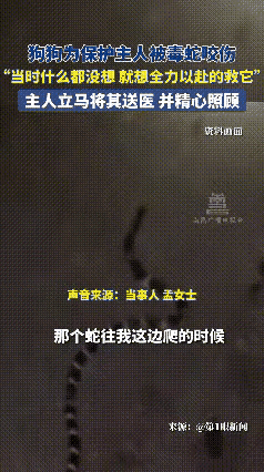 唐山忠犬舍身护主，狂吠预警却遭毒蛇咬伤
 
9月22日，河北唐山一则“忠犬护主”