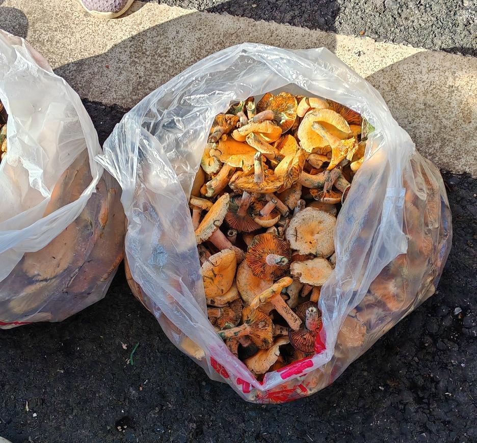 今天去农贸市场买菜，看见很多村民在卖这种大蘑菇，10元一斤，他们说就是在附近山上