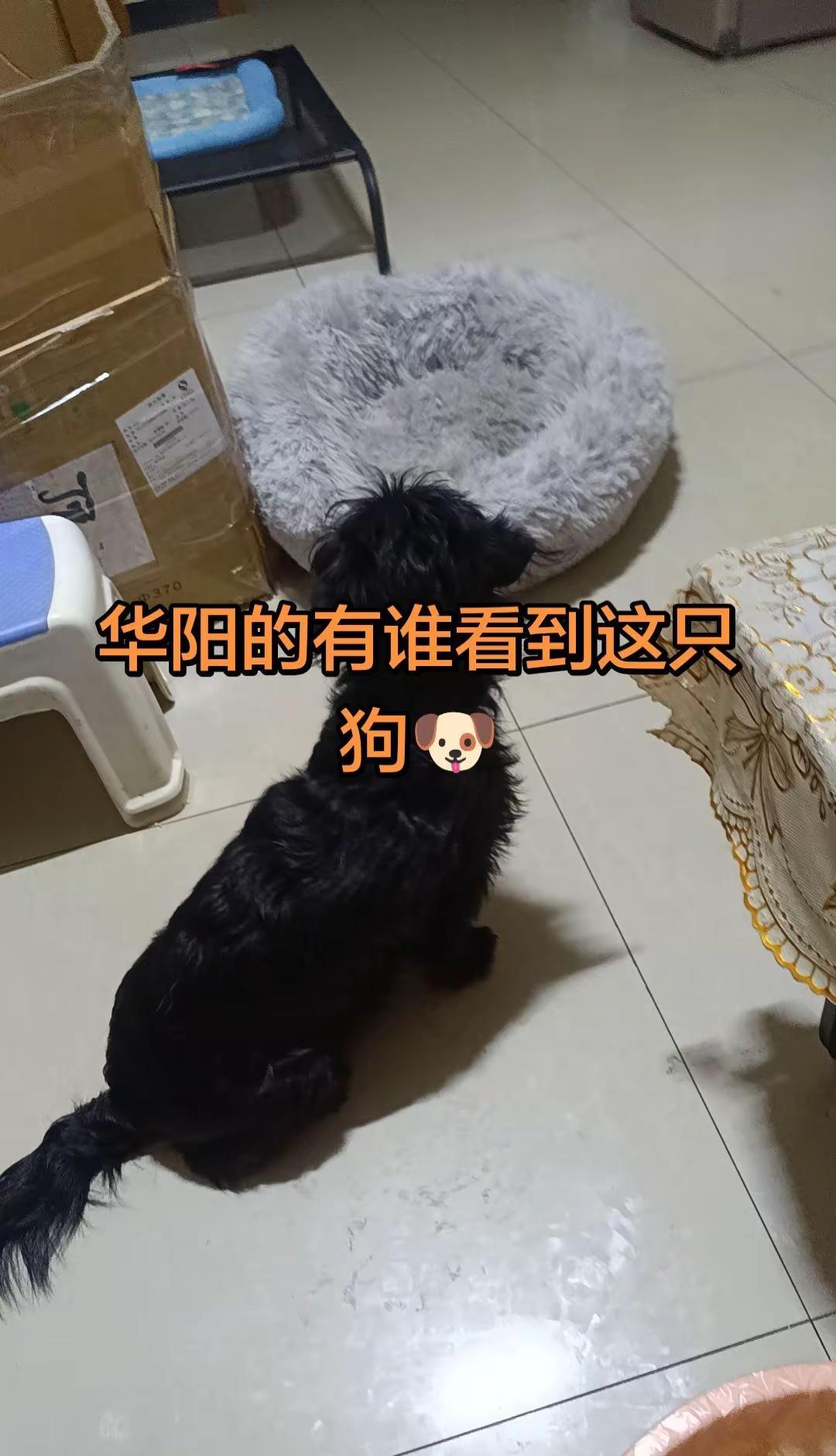 昨晚在华阳警官学院到双华桥路短，它电瓶车跑了，有谁看到13488993775-必