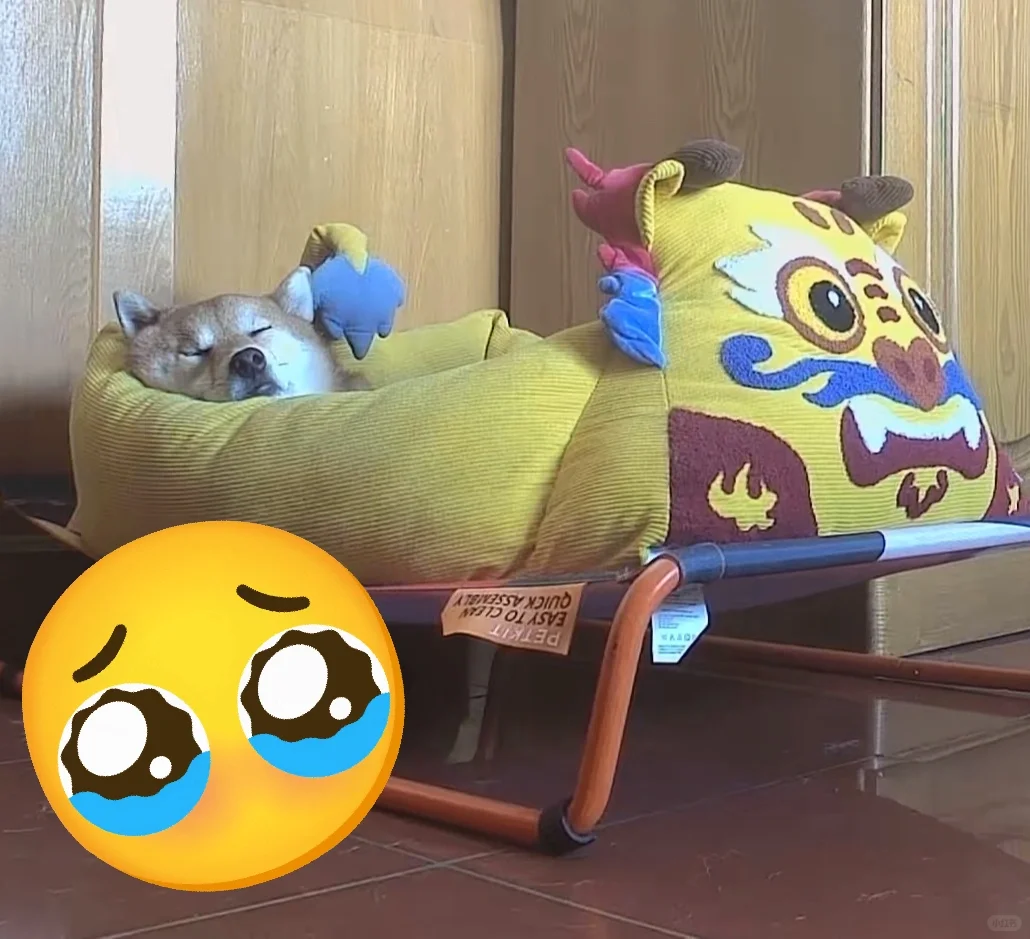 时常觉得亏待了小狗