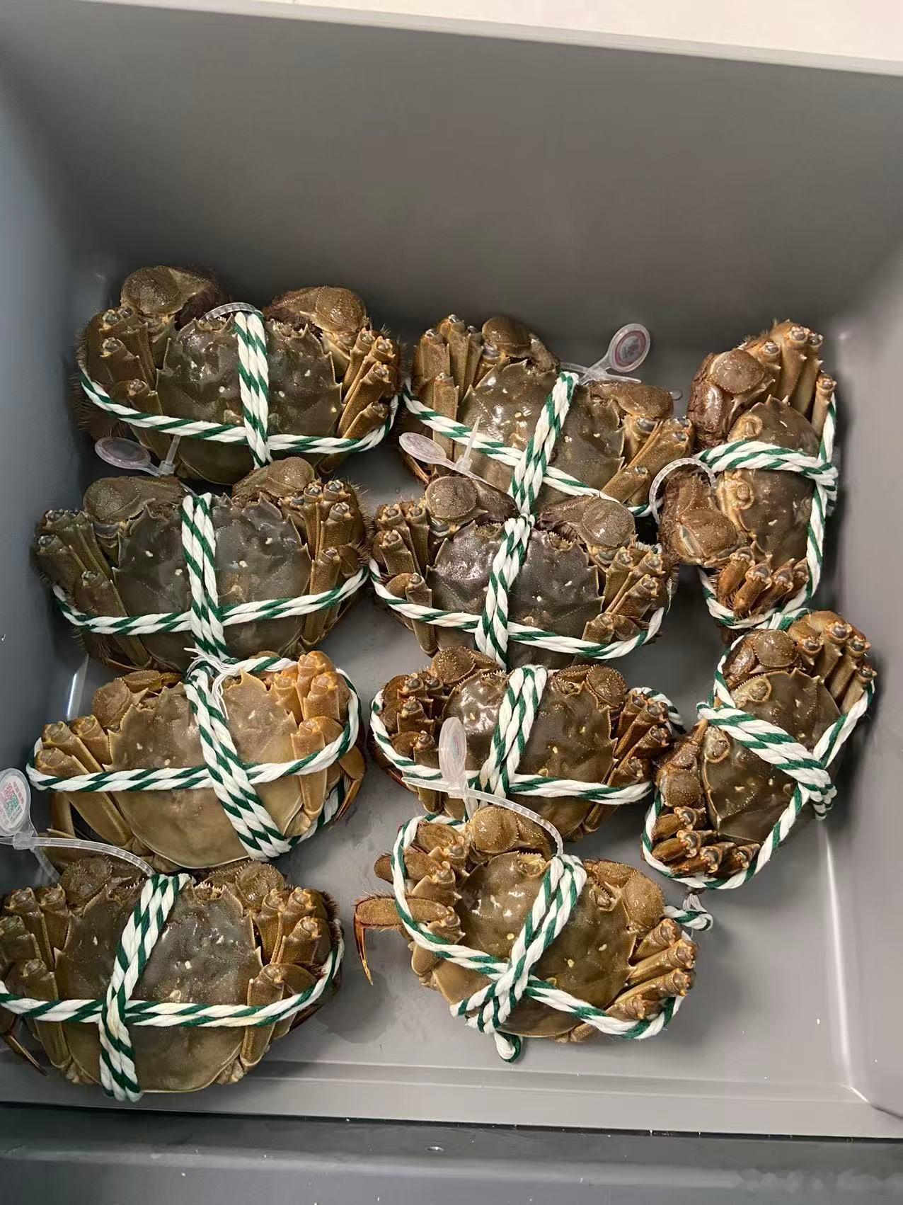 当天晚上六点捕捞，当天发货或者隔天一早，正宗阳澄湖大闸蟹，品质保证，发货地：昆山