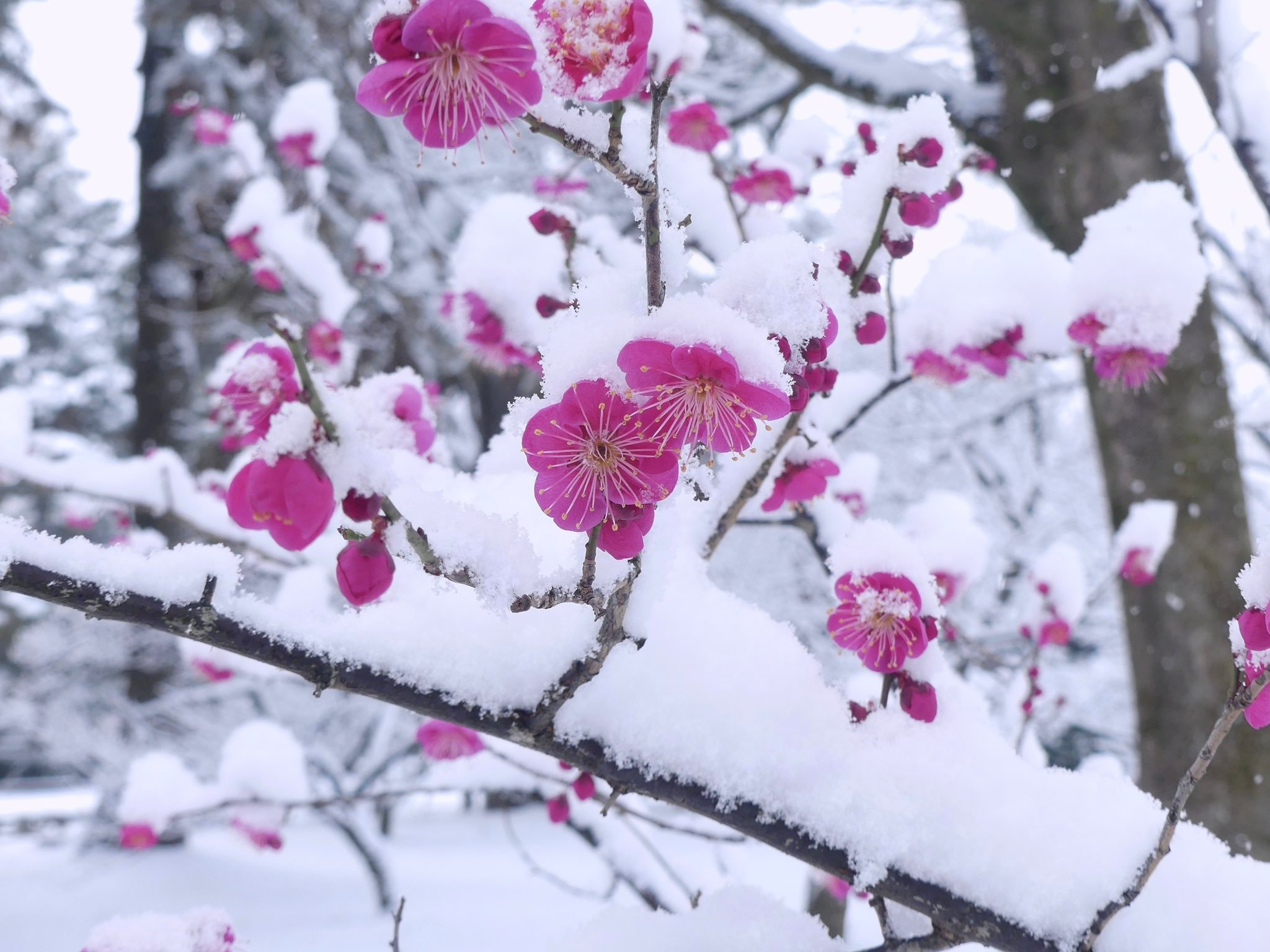雪中饮酒难为醉，梅下吟诗易得香。 