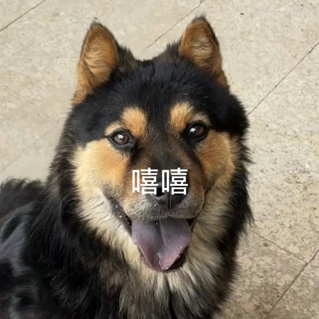 给狗吃零食我说坐，狗就乖乖坐下，，我说好狗狗～然后狗吃零食狗再吃一块零食狗继续吃