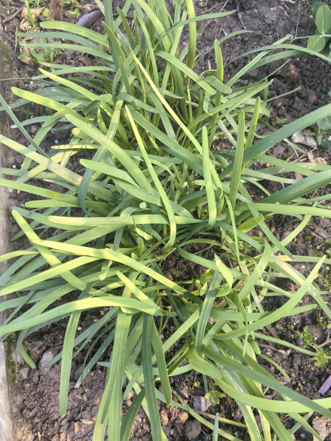 春天最鲜嫩的韭菜，做什么好呢？

韭菜炒冬笋，异常鲜美可口。

韭菜炒蛋，香。尤