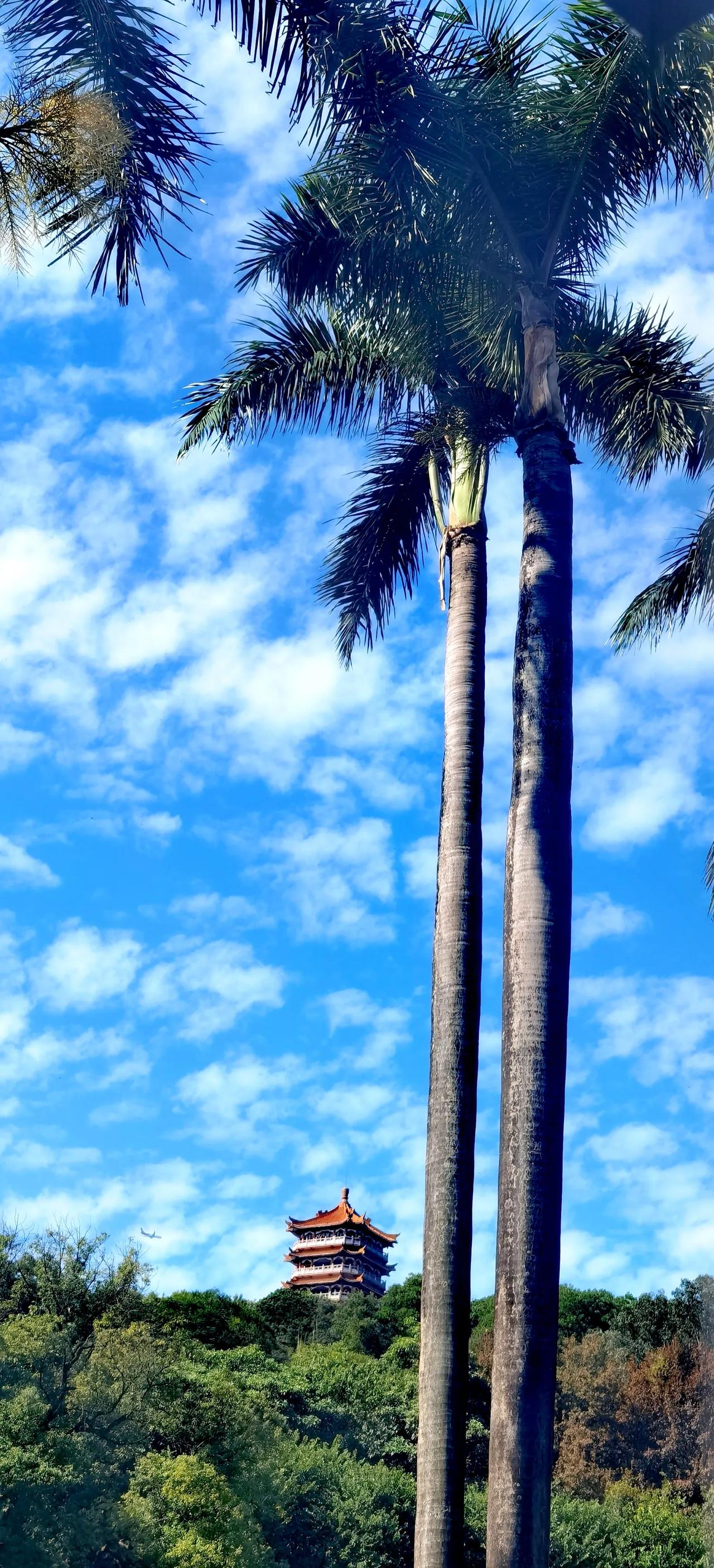 “蓝天白云下的古塔与棕榈树相映成趣”🌞🌴🏰
树尖上的风景 建筑物的景色 