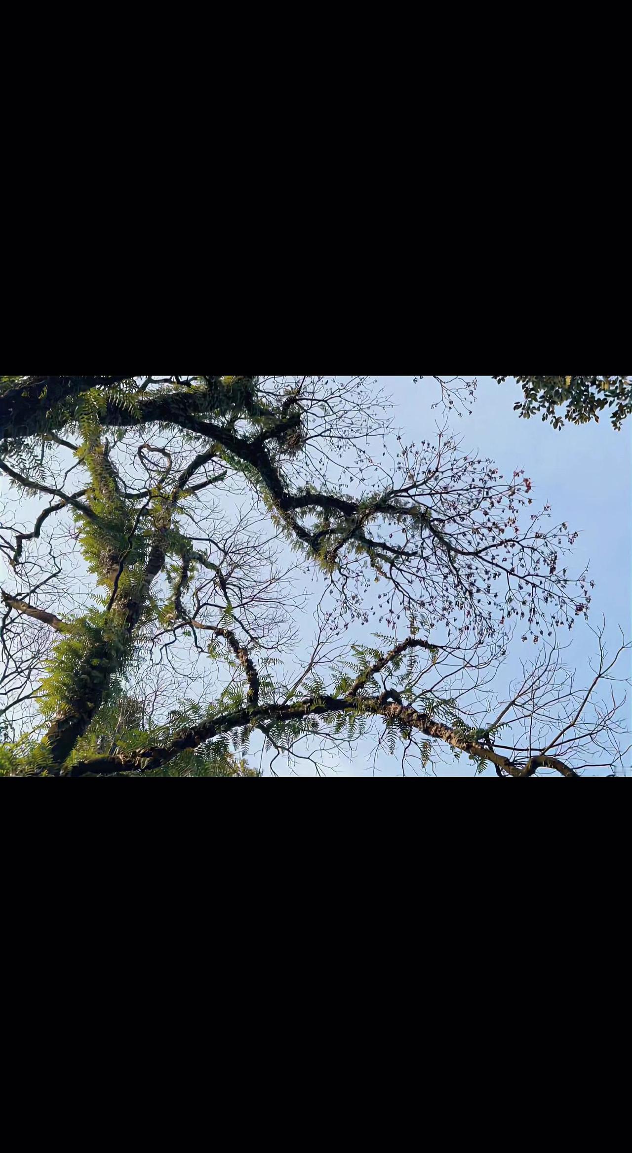 🌿老树伸着懒腰够云呢☁️，苔藓给枝干披了件绿绒衣。光漏下来，碎成满地星子✨。
