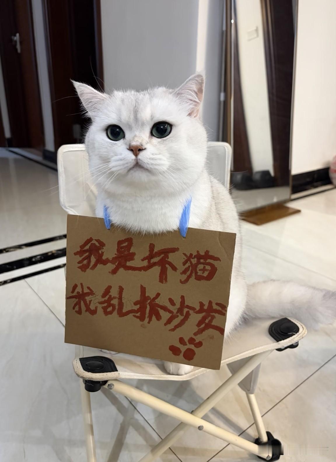 挂网上惩戒365天！天天抓沙发天天抓沙发，买多少沙发经得起你天天抓呀？