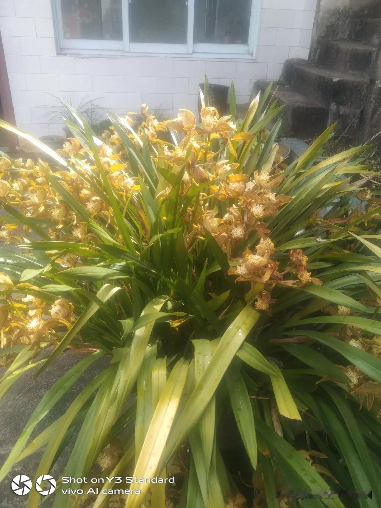 中午去小叔家，他家的虎头兰，开的太多了。四面八方都有花，今年开花两次了。