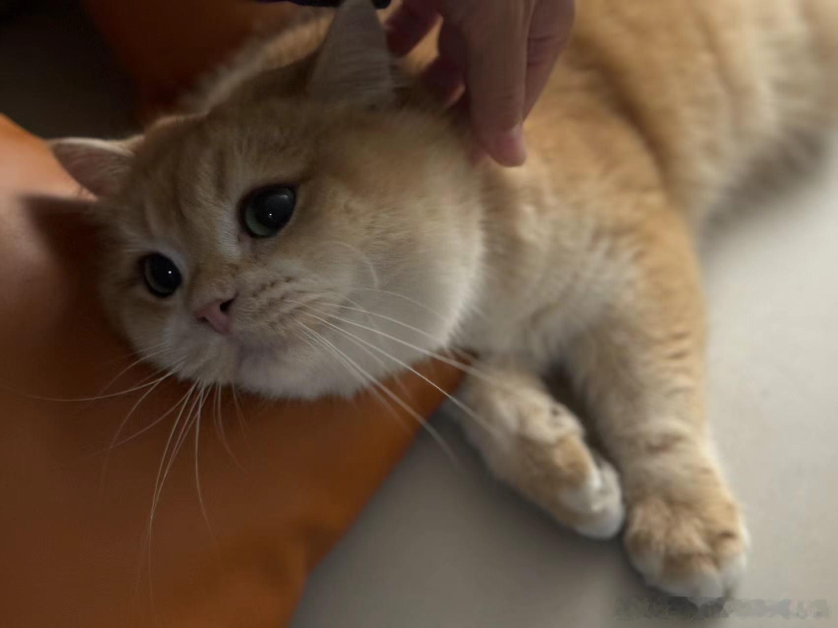 同学是养的猫很棒，相机也超好 ​​​
