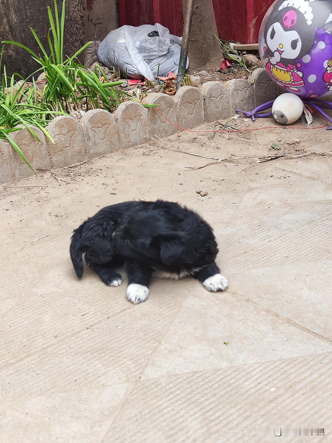 今天在庙会上买了一只小黑狗，四个蹄子是白的，肚皮上也有一块白色，挺可爱的。 小孙