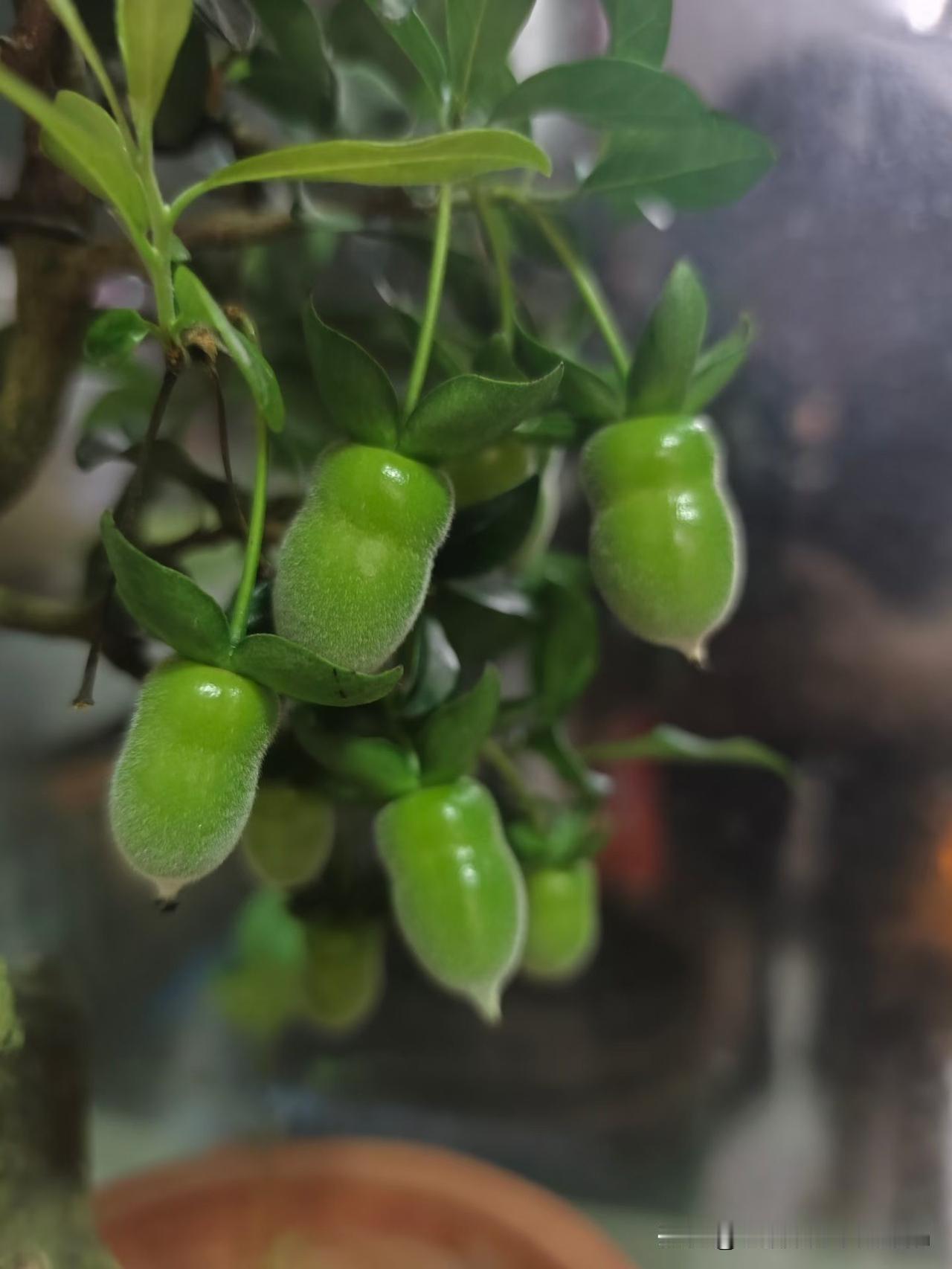 朋友家的绿植