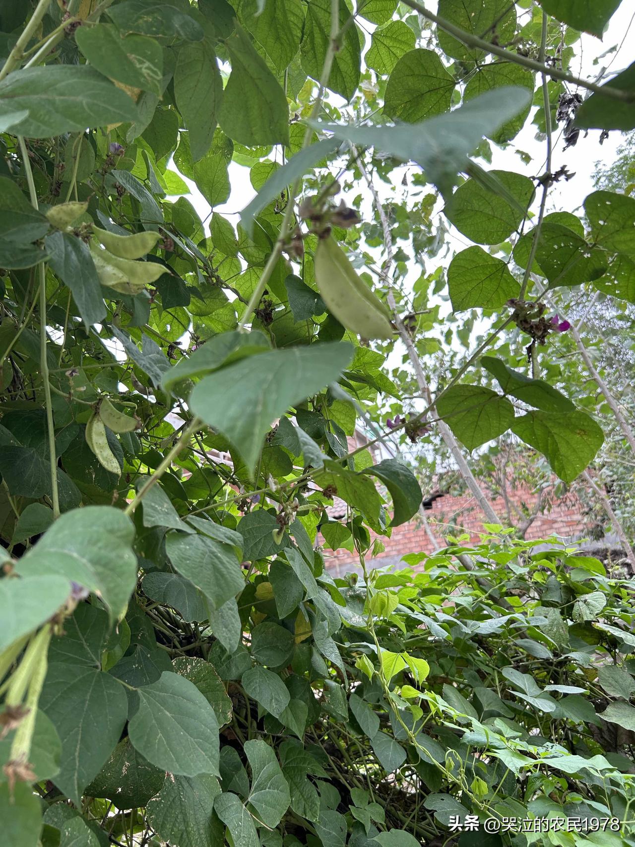 朋友们，这个蔬菜在你的家乡叫什么？
你问我答