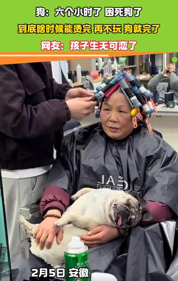 安徽一大姨烫头六小时，狗都等emo了

安徽一位大姨去理发店烫头，一坐就是6小时