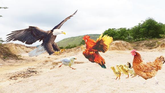 这只老鹰的突然袭击，犹如大自然的无情考验，瞬间打破了村庄的宁静。那一刻，所有的目